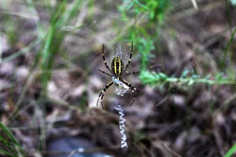 Argiope spider sits on a web Stock Photos