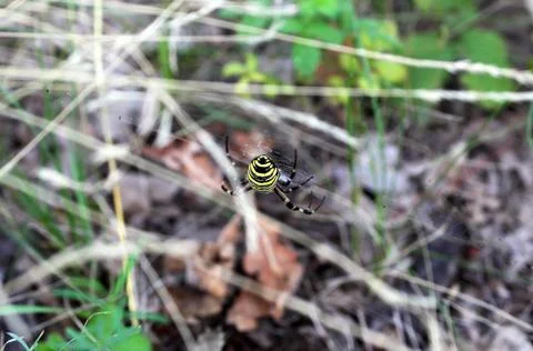 Argiope spider sits on a web Stock Photos