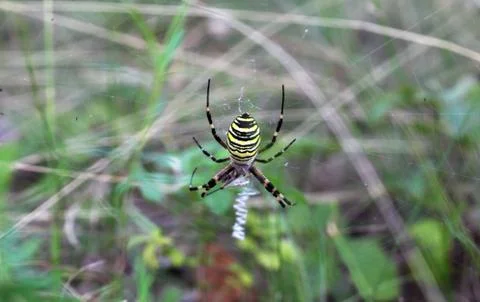 Argiope spider sits on a web Stock Photos