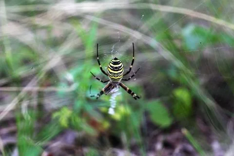 Argiope spider sits on a web Foto stock