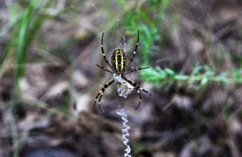 Argiope spider sits on a web Stock Photos