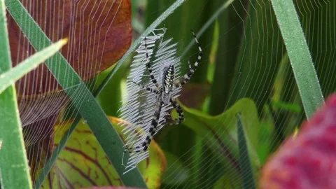 Argiope Spider sitting on its web near Yellow Pitcher plants SE USA Stock Footage 76970921