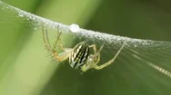 Argiope Spider On Web, Se Usa Stock Footage