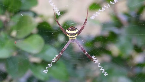 Argiope spider on web, spider web with mature background Vídeos de archivo 290932172