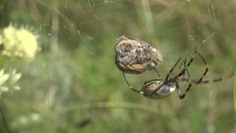 Argiope Spider Wrapping Prey into Silk Cocoon on Web — Macro Wildlife Predator Stock Footage 334064336