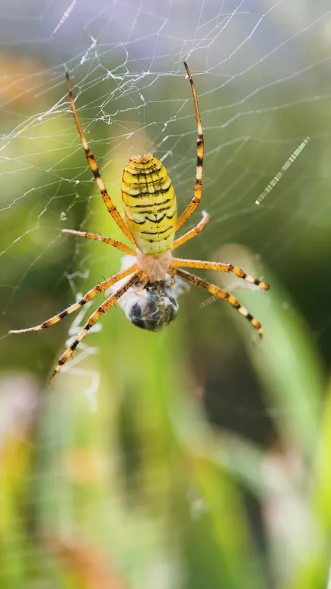 Argiope tiger bruennichi weaves a web, wasp spider, poisonous spider, macro, ins Stock Footage 254584500