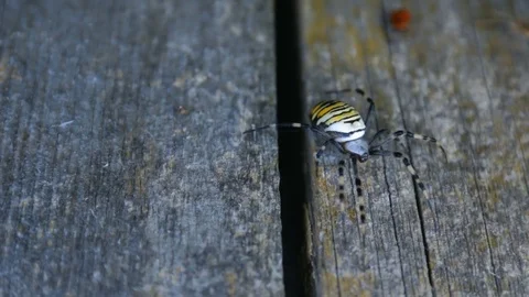 Argiope Wasp Spider and Apterus Stock Footage 82265784