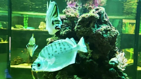 Argus fish are distributed throughout the Indo-Pacific region and live in Vídeo Stock 296579554