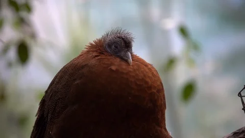 Argus pheasant or Great pheasant (female) sits on a branch 動画素材 106872371