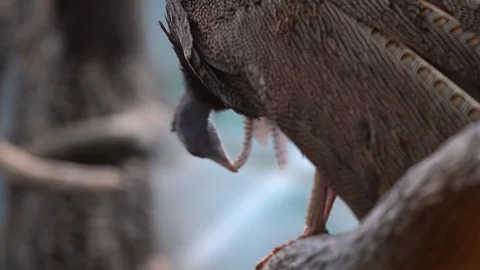 Argus pheasant or large pheasant (male) sits on a branch and cleans its feathers Stock Footage 106872293