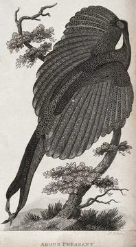 An argus pheasant sitting on a branch of a tree. Etching by J. Le Keux. Stock Illustration