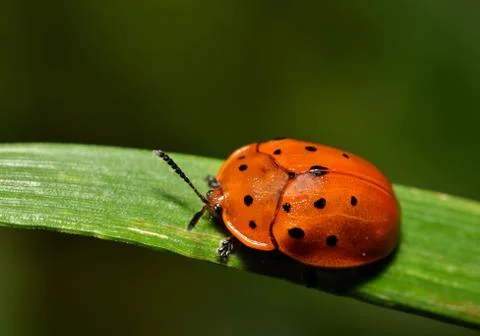 Argus Tortoise beetle Stock Photos