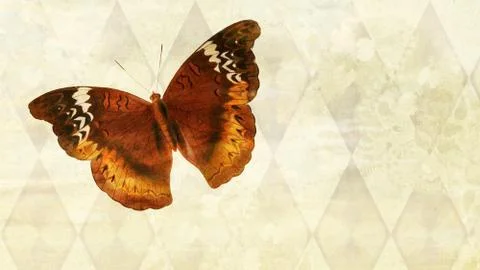 An argyle pattern in cream color with a beautiful butterfly. Perfect for back Illustrazione stock