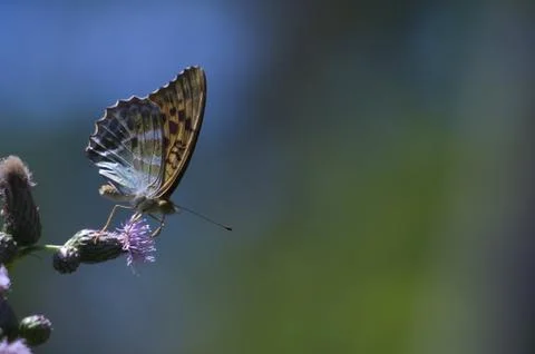 Argynnis adippe Stock Photos