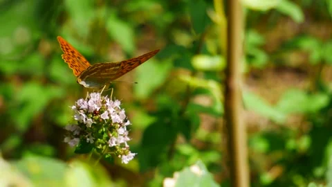 Argynnis paphia eats nectar on a flower. 스톡 동영상 246068115