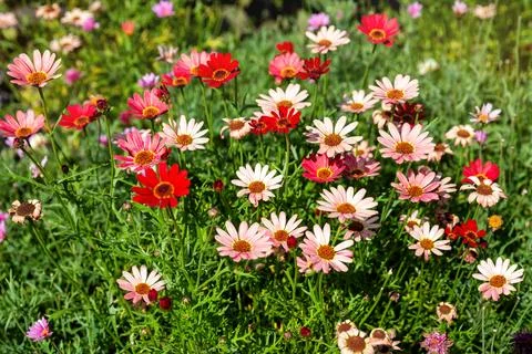 Argyranthemum Stock Photos