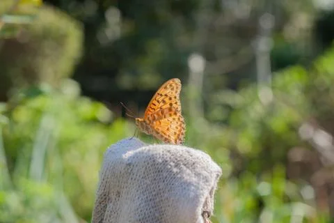 Argyreus hyperbius Stock Photos