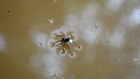 Argyroneta aquatica spider on the water Video stock 152985258