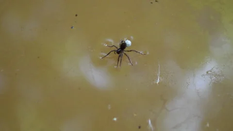 Argyroneta aquatica spider on the water Video stock 152987238