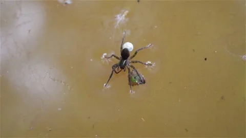 Argyroneta aquatica spider on the water Video stock 152989052