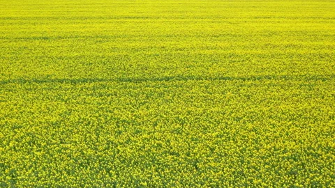 Arial above view of bright-yellow rapeseed summer field Stock Footage 236906343