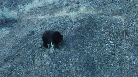 Arial Black Bear Drone Shot Video stock 146554375