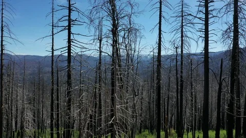 ARIAL CLIMBING OVER FOREST 库存影片 115652372