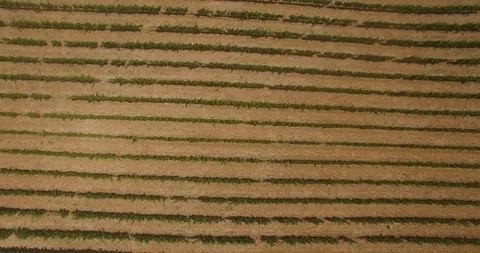 Arial decending views of wine yard Stock Footage 98609989