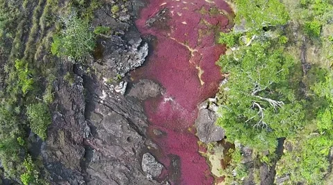 Arial downwards shot Cano Cristales Video stock 53133541