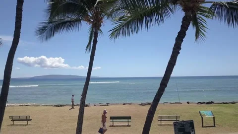 Arial drone flight through palmtrees Stock Footage 166637799