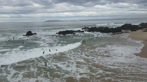 Arial Drone Seagulls Flying over the Shore Stock Footage 220725178