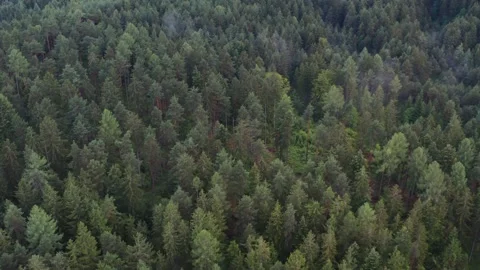Arial Forest 스톡 동영상 168883850