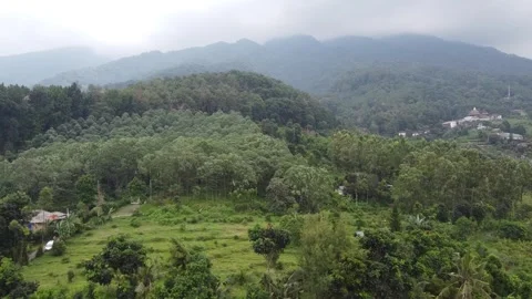 Arial forest yogyakarta Stock Footage 243002717
