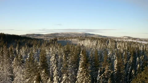 Arial over winter treetops 動画素材 166158441