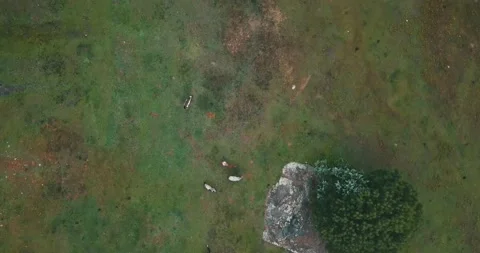 Arial overhead drone of horses, goats in the Ozarks Stock Footage 158269451