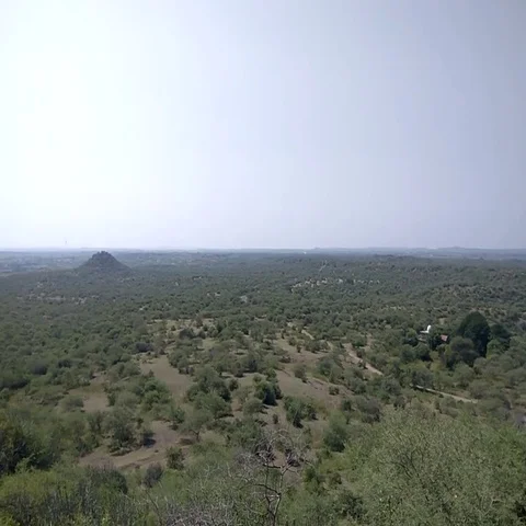 Arial Pan View Of Forest Video stock 69448336