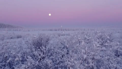 Arial shot of beautiful winter forest covered in snow and moon in early morning. Stock Footage