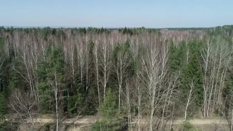 Arial shot of flight and approach on a drone over a wild coniferous forest Stock Footage 154499383