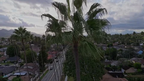 Arial shot of palms in suburb 库存影片 252274592