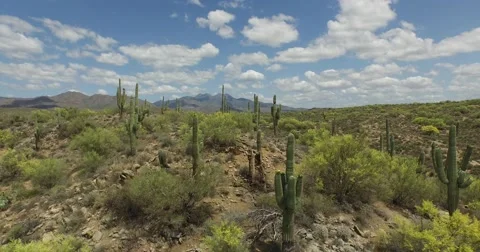 Arial shot though field of cacti Video stock 57927759