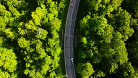 Arial straight down drone of car driving on a road with trees on both sides. Stockbeeldmateriaal 155910033