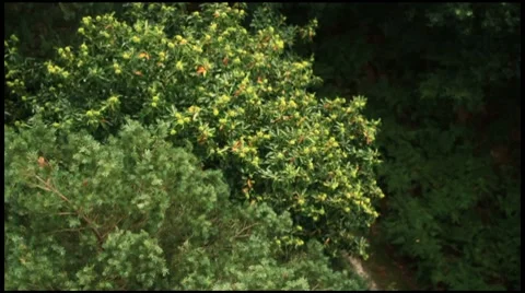 Arial Tree BV 1 Stockbeeldmateriaal 8553001