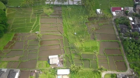 Arial video of rice fields and villages 스톡 동영상 262440803