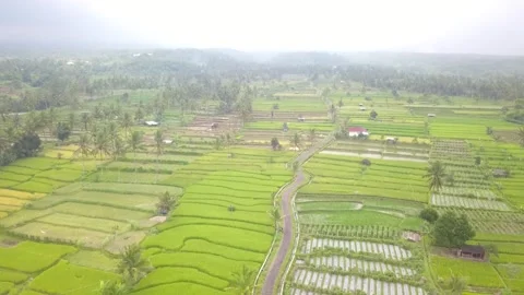 Arial video of rice fields 스톡 동영상 262440847