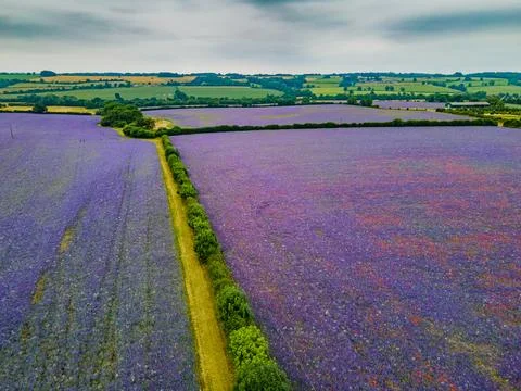 Arial view of 2 Fields of purple flax flowers with red poppies scattered in it Stock Photos