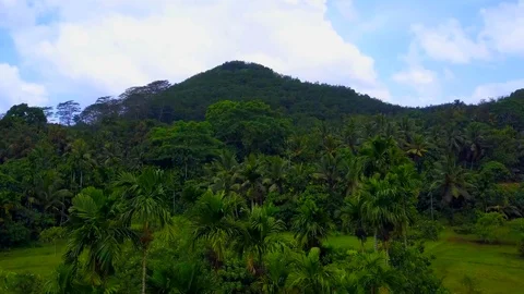 Arial View of fields planted with tea in sri Lanka Stock Footage 107914123
