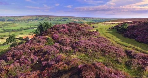 Arial view -Flowering heather North Yorks Moor National Park, Yorkshire, England Stock Footage 72668411