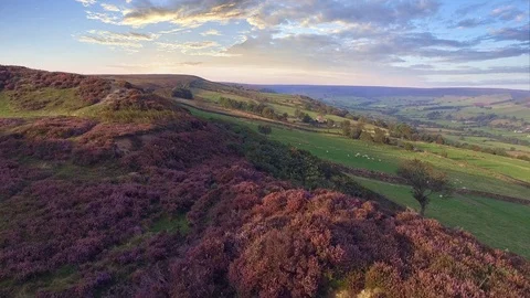 Arial view -Flowering heather North Yorks Moor National Park, Yorkshire, England Stock Footage 72668866