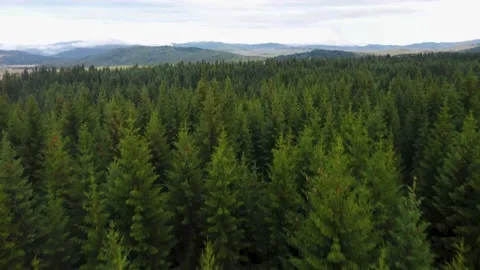 Arial View. Flying over an amazing pine forest. Stock Footage 158845098