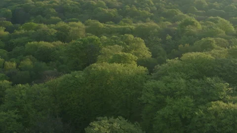 Arial View of Green Summertime Forest. Video stock 201485620
